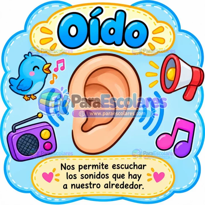 Los Sentidos El Oido